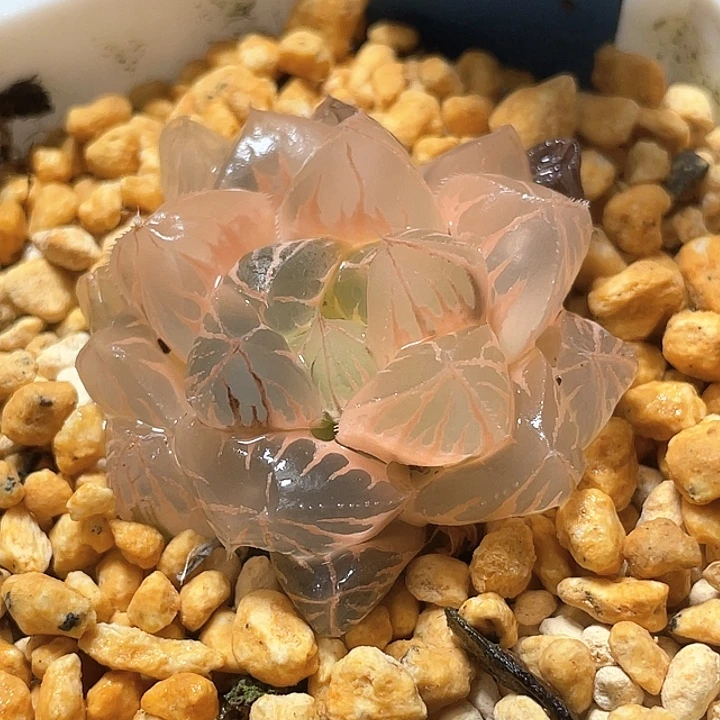 769糊斑水晶实生锦特选