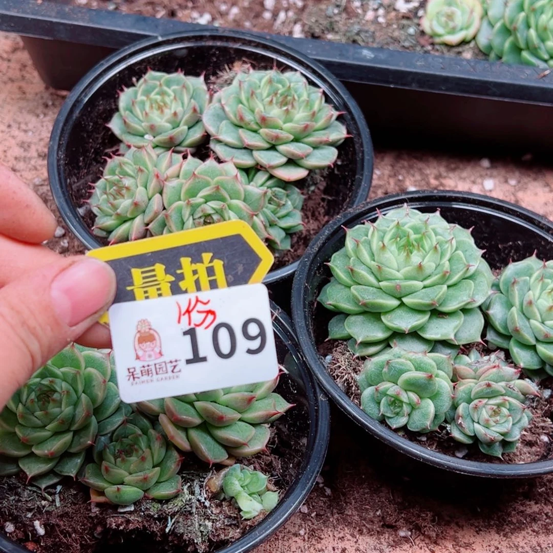 多肉植物多肉植物