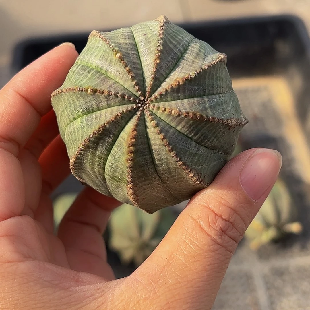 a***d老布纹8888888888888