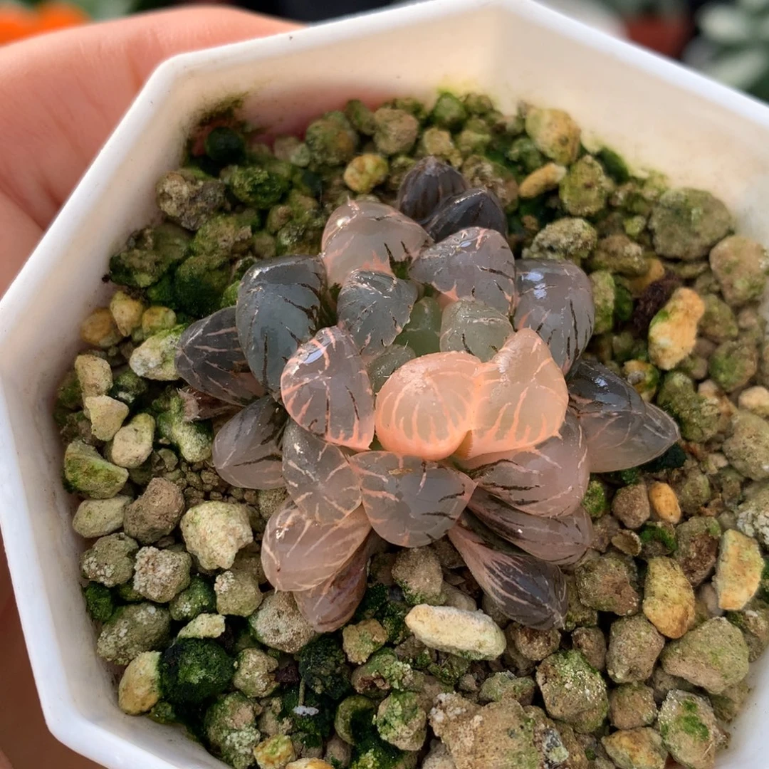 冰灯玉露锦，带盆一起