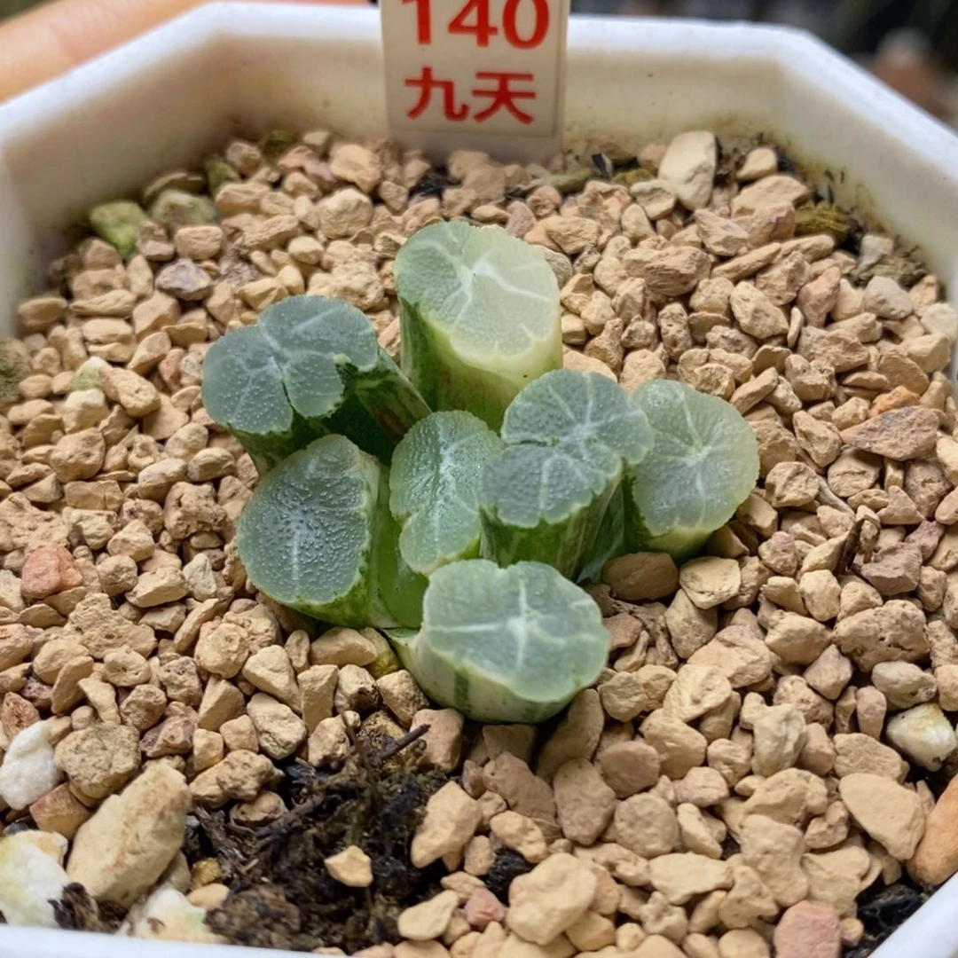 140号实生万象锦带盆发货