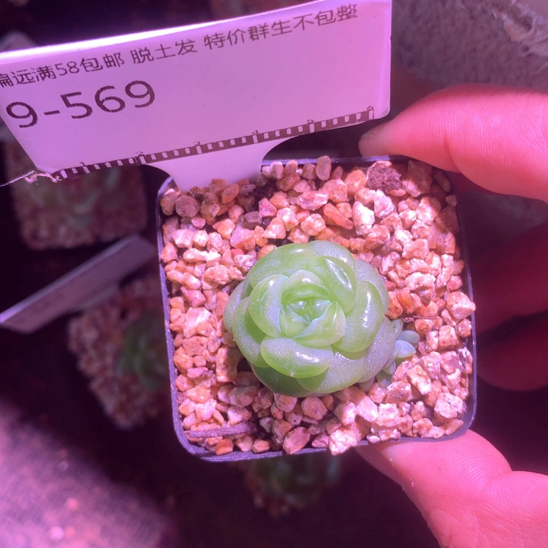 秃子珍妮优选福利58包邮