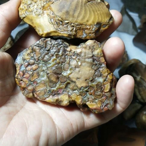 智***屋有机玻璃果子化石