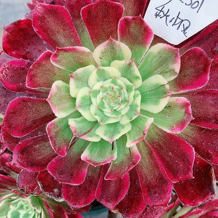 法师多肉，图片植物。