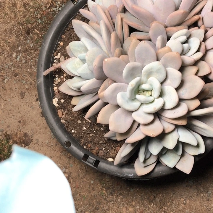 好***肉63///////////////