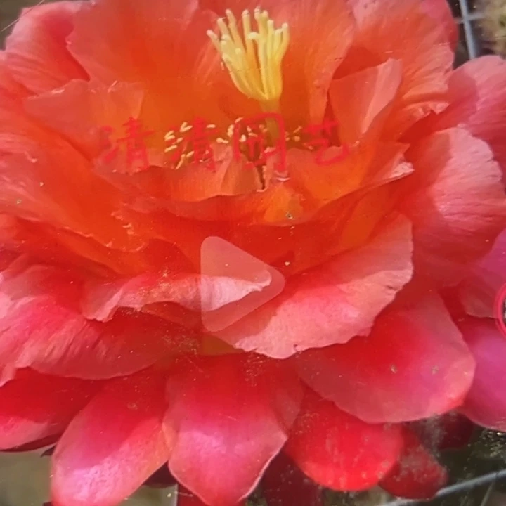 清清3-406侧牙瑕疵黑点