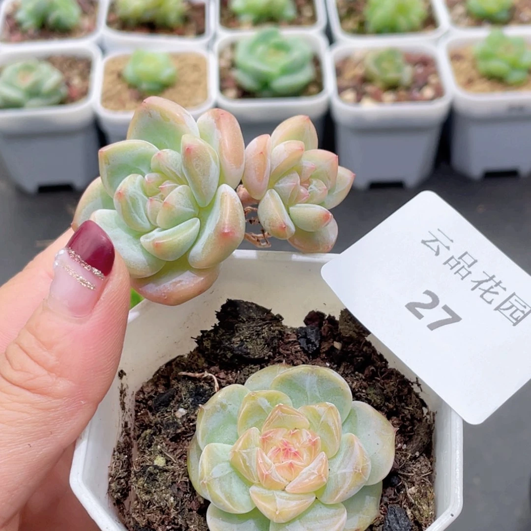 27号糖心冰心珍妮2颗