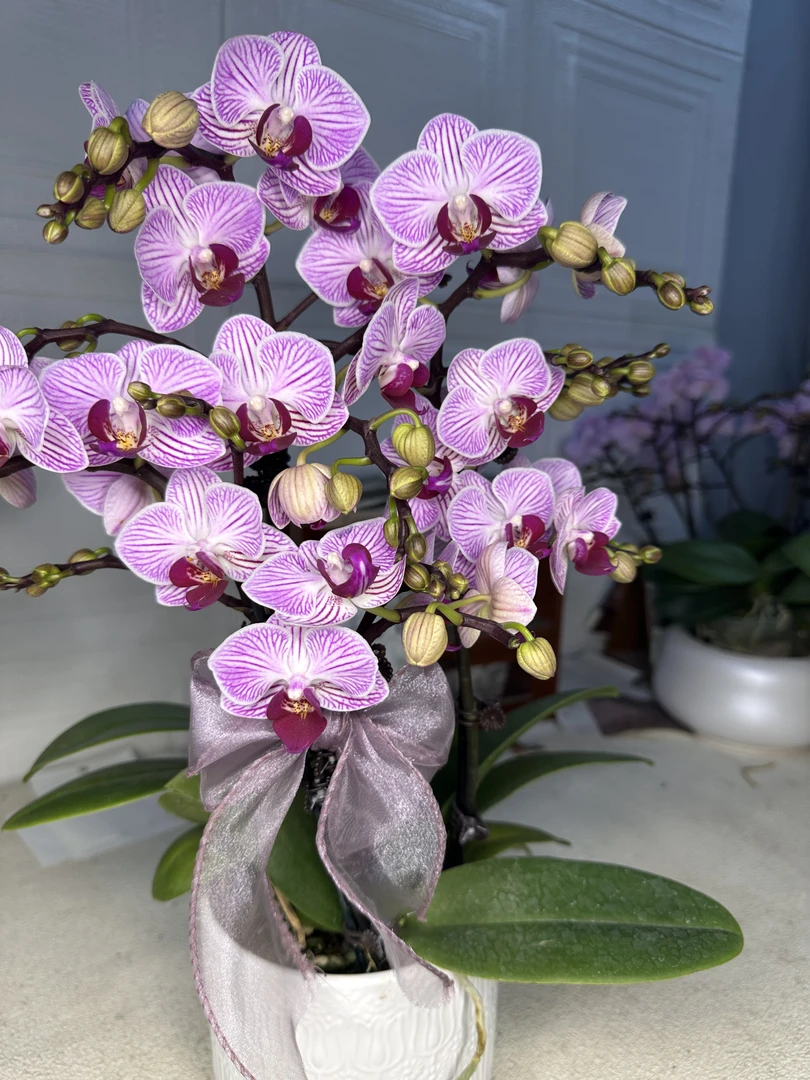 蝴蝶兰【小可爱】 双花剑 带花带花苞有侧枝 室内花花广州基地直发