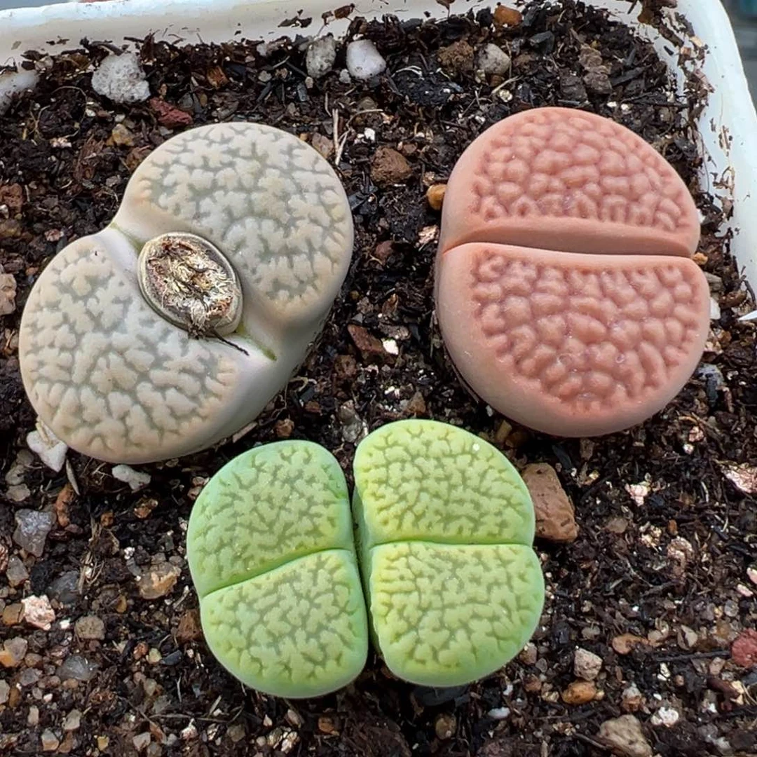 1.18好看的多肉493