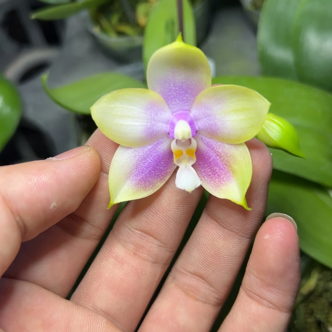 完全开放l200n6505