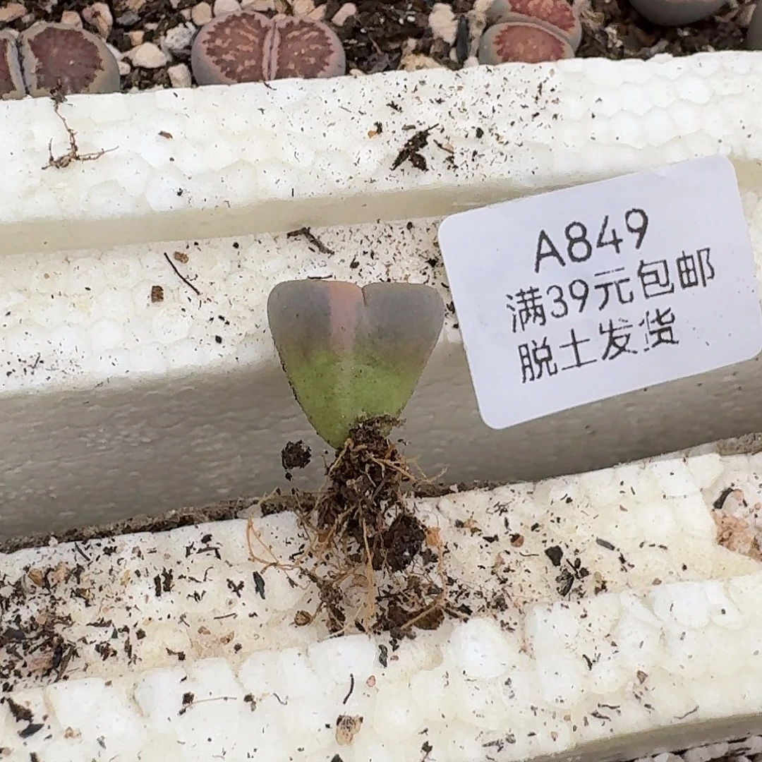 849拉丝锦菊哈哈哈哈哈