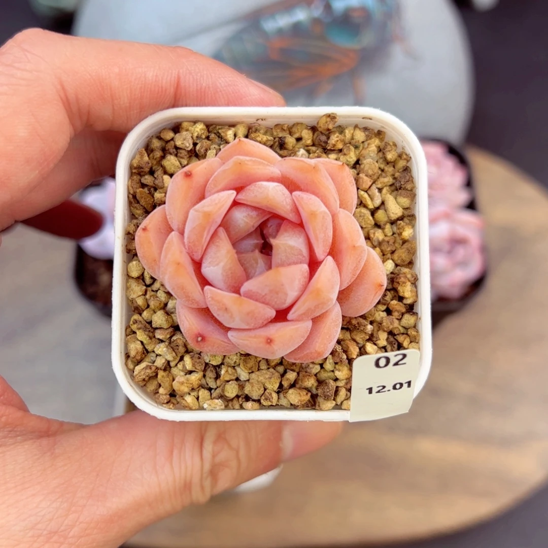 好好看02、哈哈哈哈哈