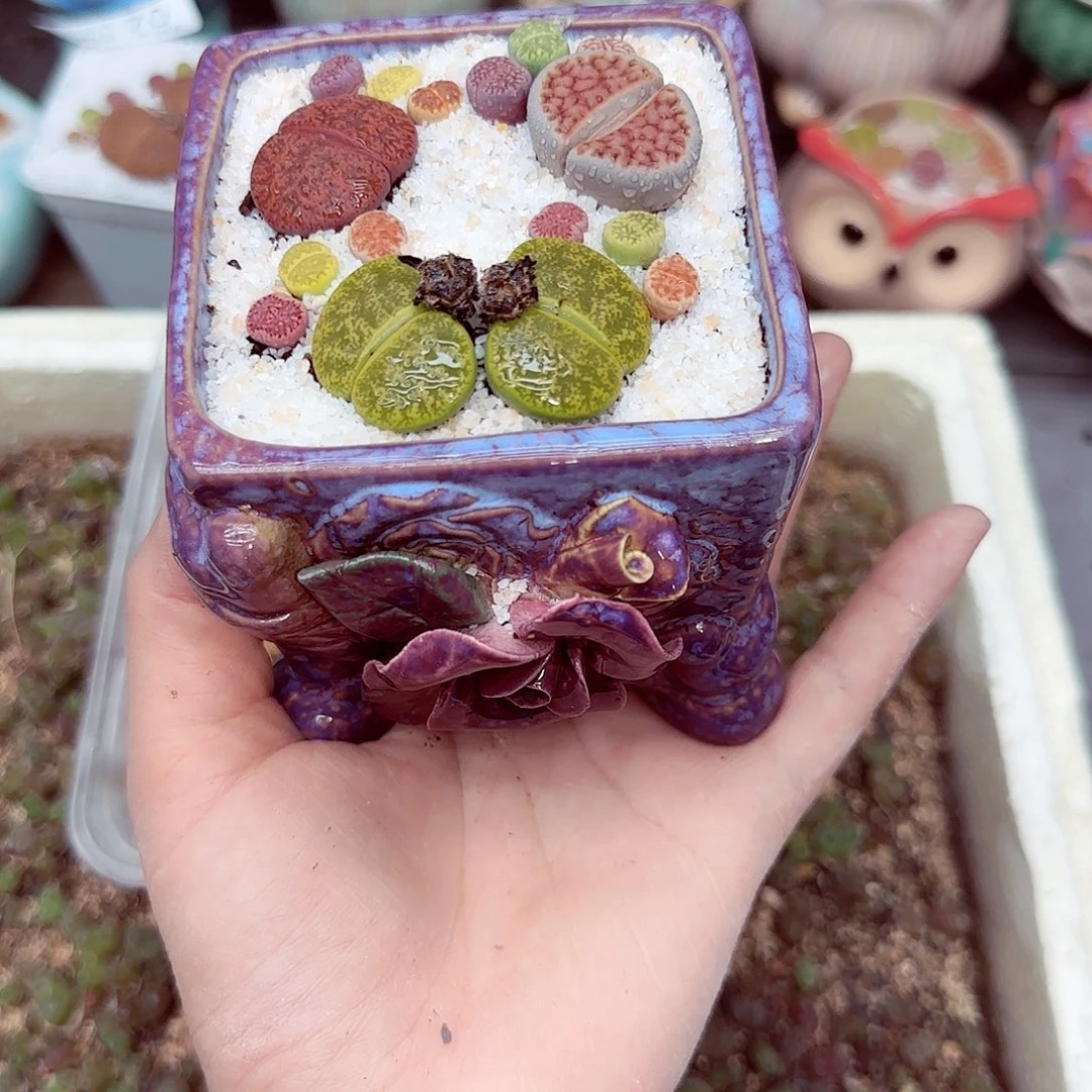 郎哥18包邮0902-137