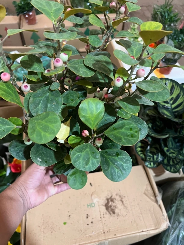小盼菩提树带果盆景办公室书房室内招财植物