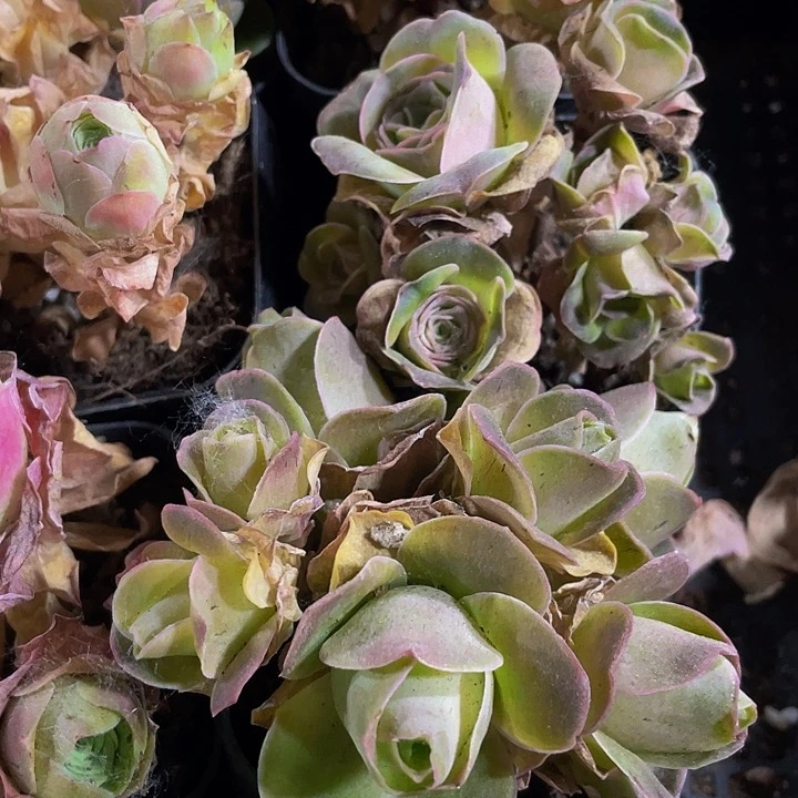 群帕尔马群带带盆土发