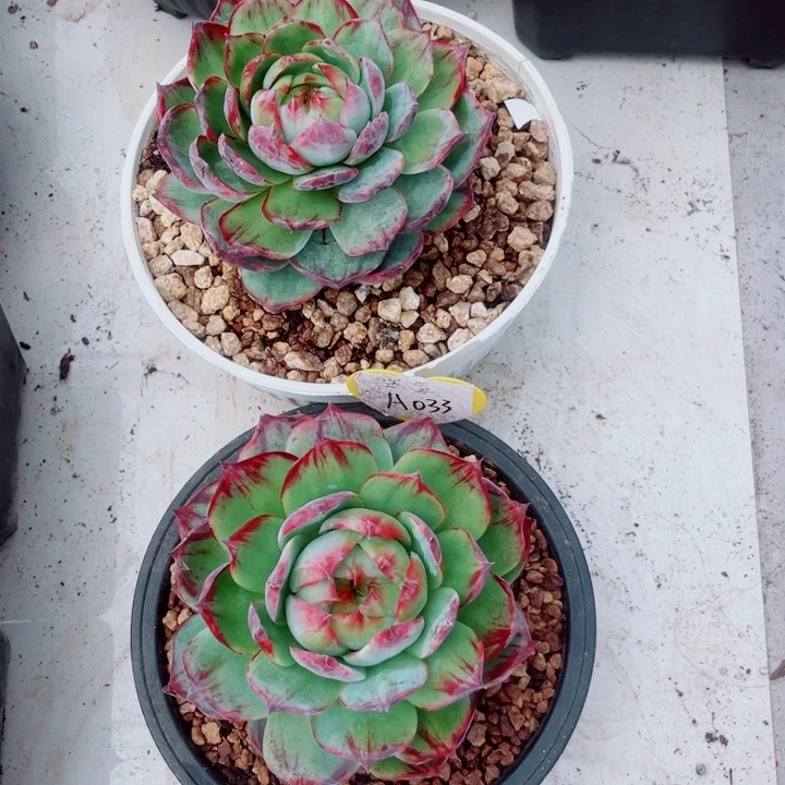 吧***口惊鸿仙子多肉植物A43.33