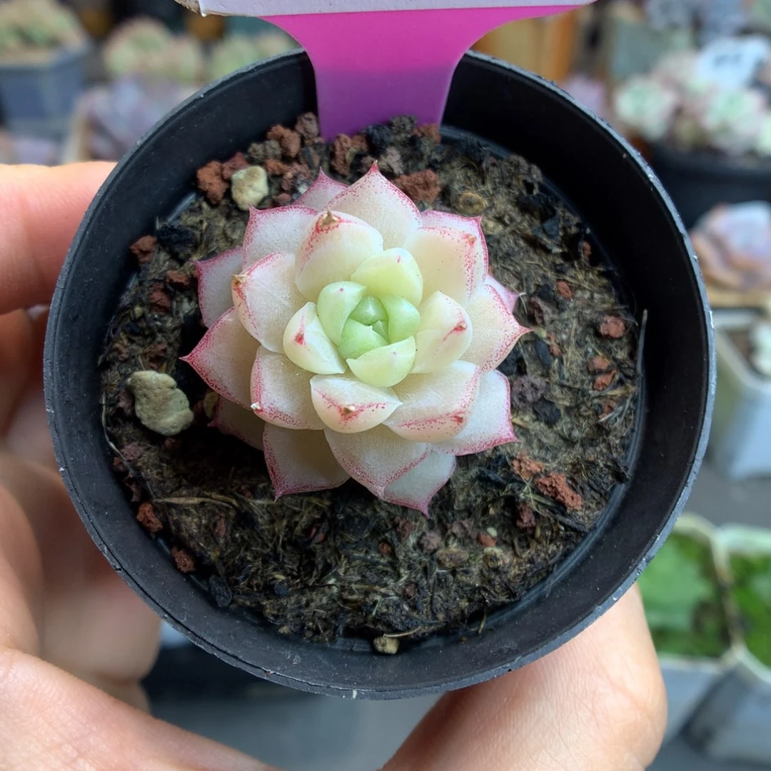 01女妖多肉植物一物一拍