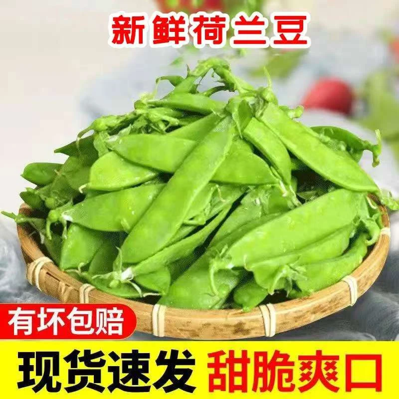 娇娇【京东快递】攀枝花新鲜荷兰豆露天种植现摘3/5斤