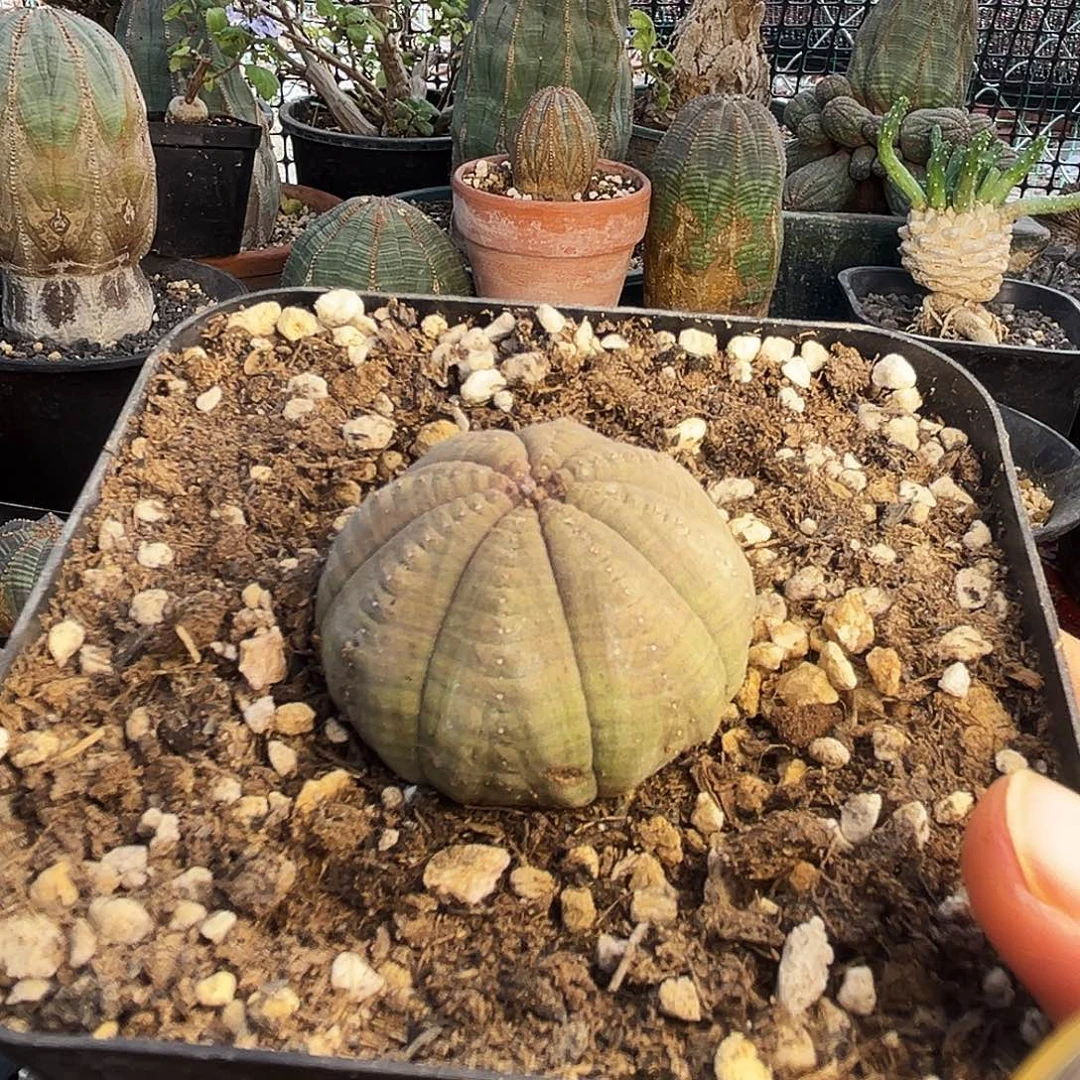 植物特殊性，拍下不退不换