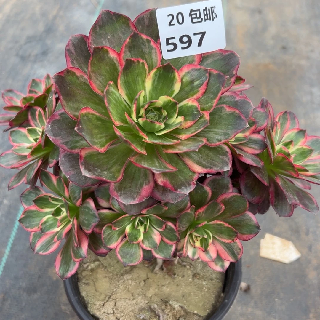 597纳福，满20包邮嘟叮熊
