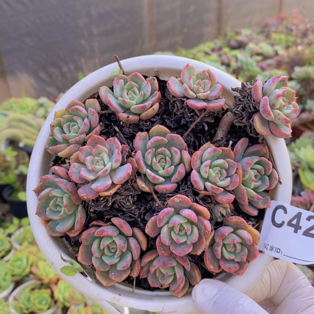 424娜娜小勾一物一拍