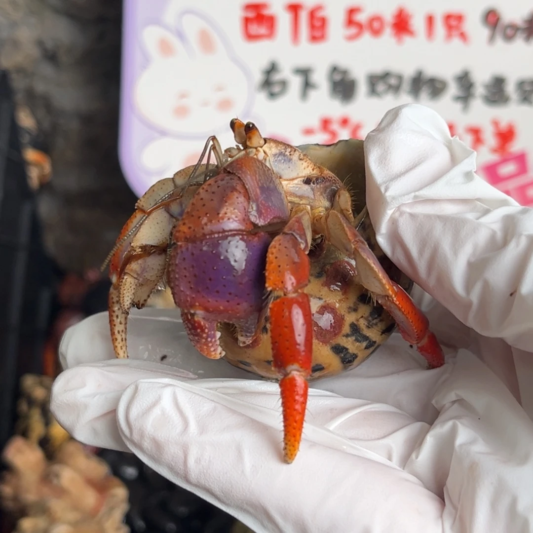 缺腿 西伯2.9口。