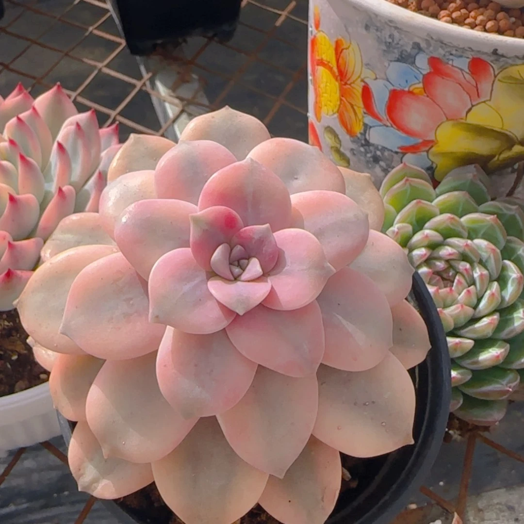 【闪购商品】华丽风车锦9.9