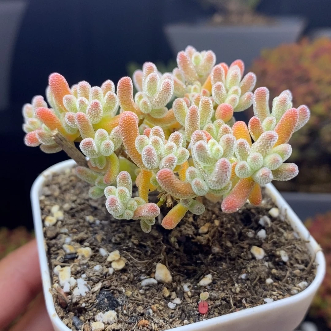 无花朵49号冰橙枝干