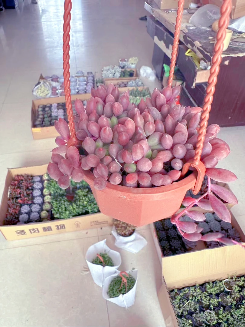 紫玄月（紫葡萄）多肉植物 （满9.9元包邮发货）