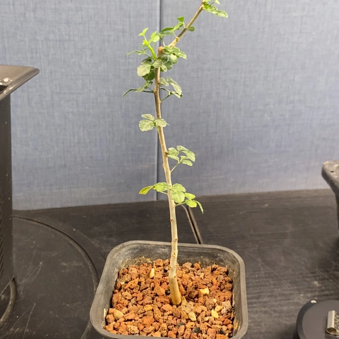 正白皮卡塔夫实生小苗