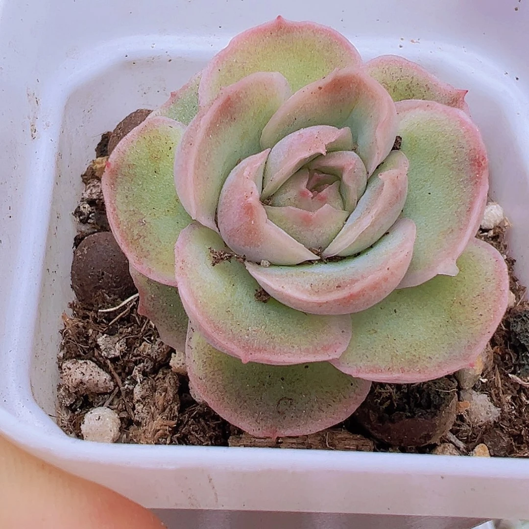 水晶虾饺19包邮多肉