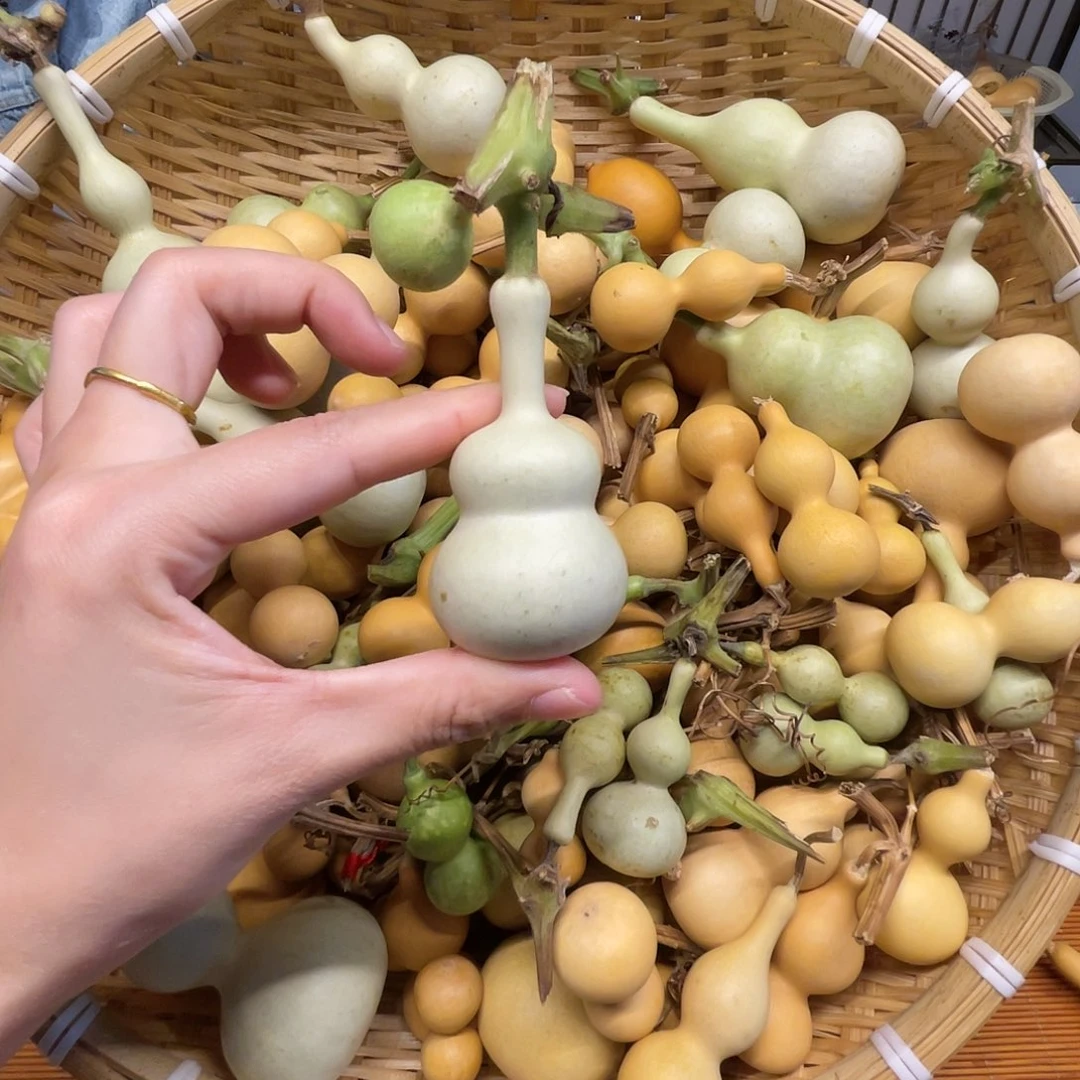 小*葫芦娃葫芦娃葫芦娃