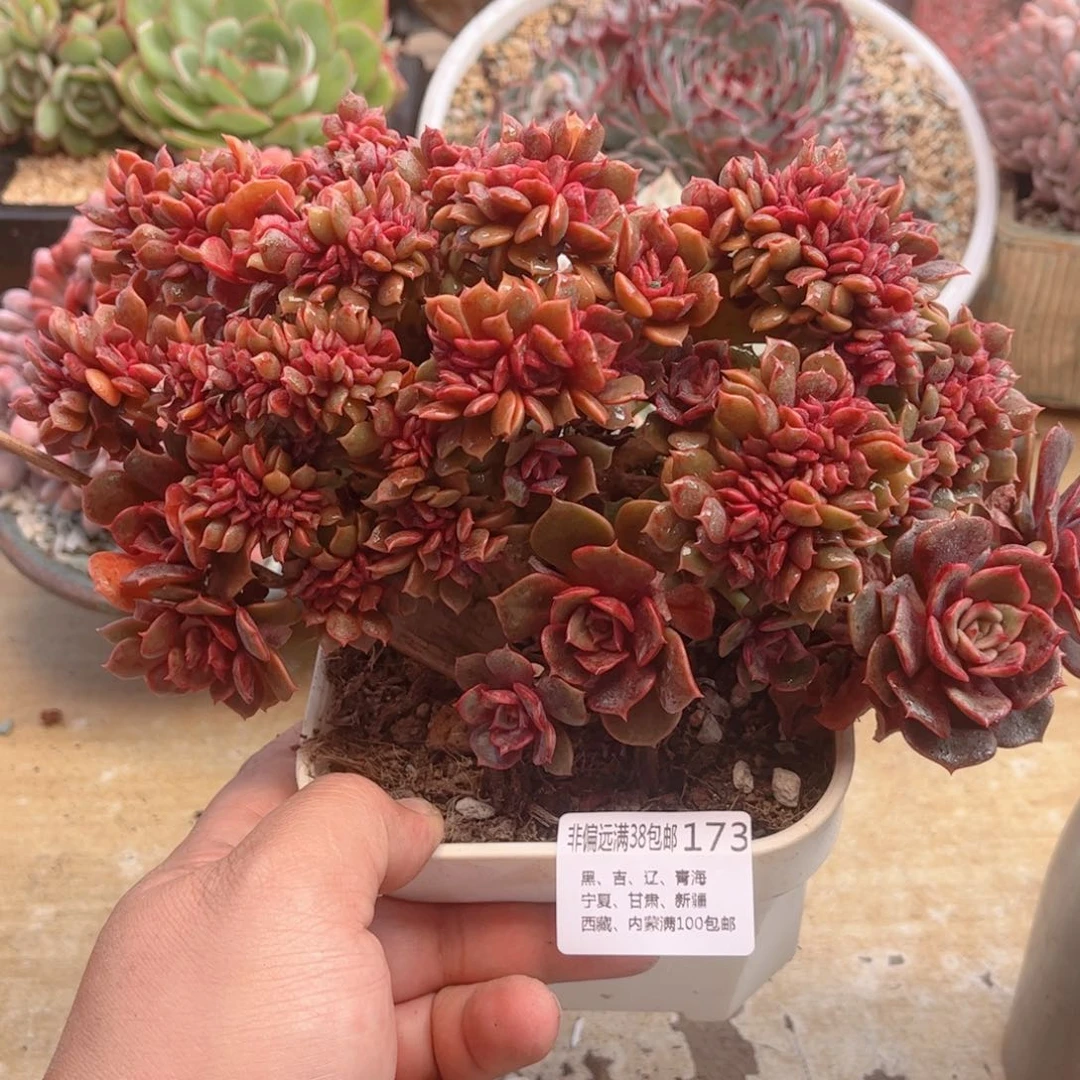 173大红袍缀德华多肉