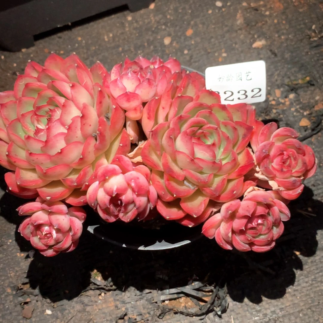 3232杂交多肉植物基地