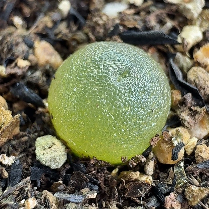 老马生石花哈默2356