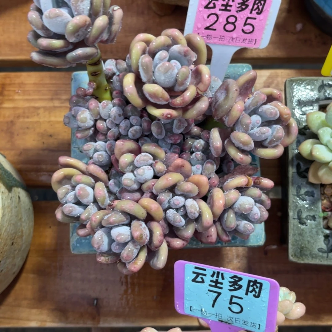 9****7云尘多肉一物一拍285不含盆