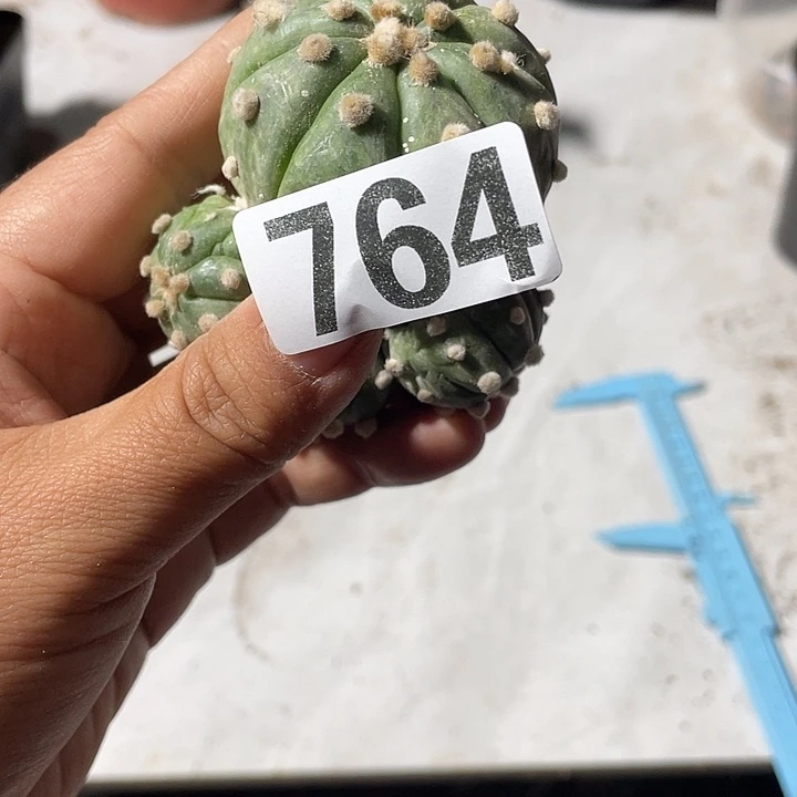 764号仙人球一个兜