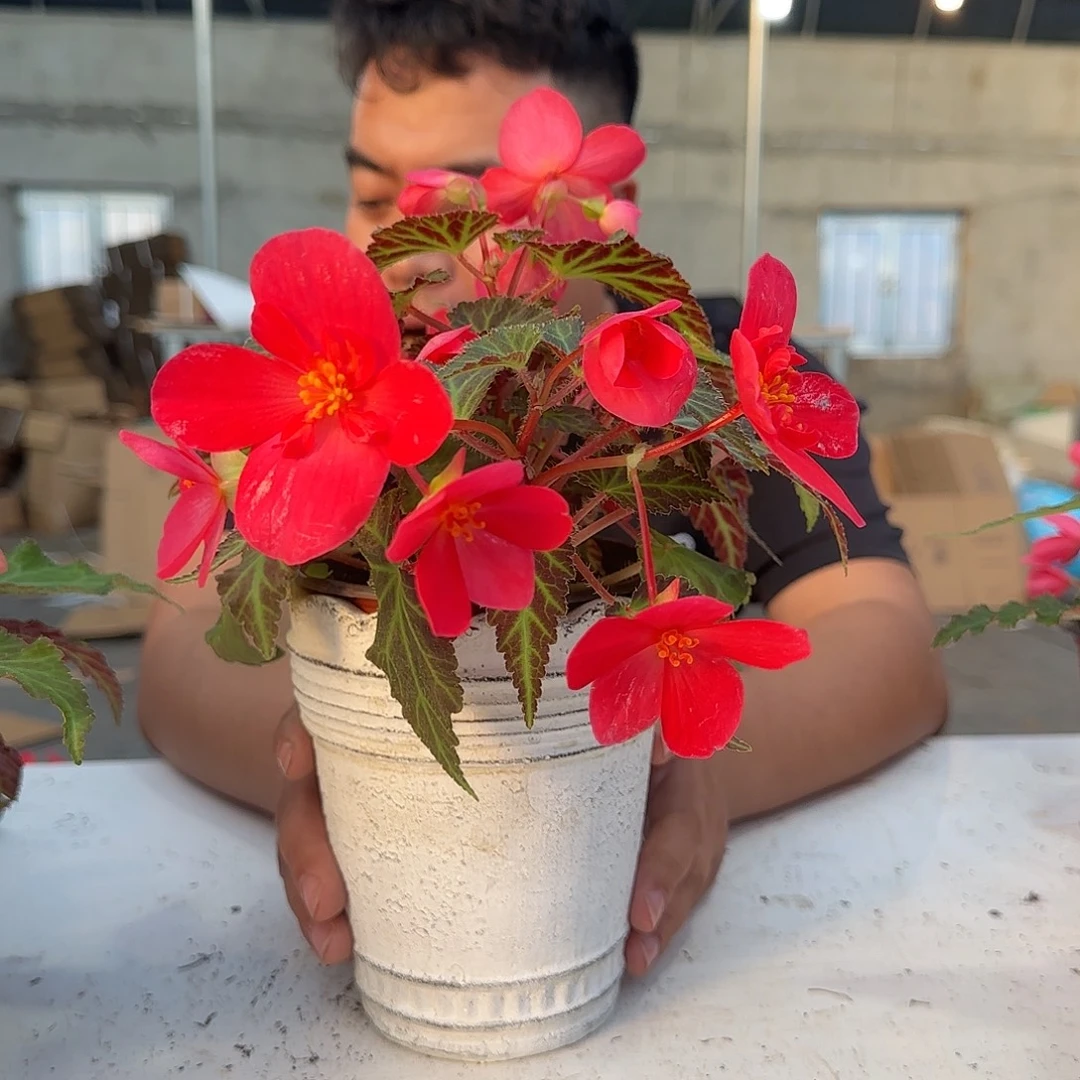 130初吻，掉花折叶正常介意勿拍，不拍保温冻死不售后