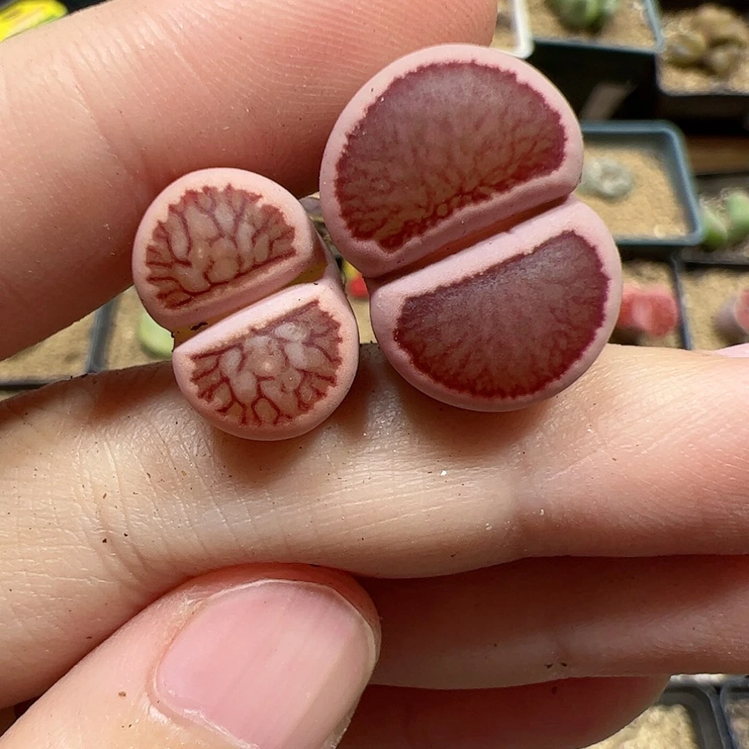 【闪购商品】168 锦