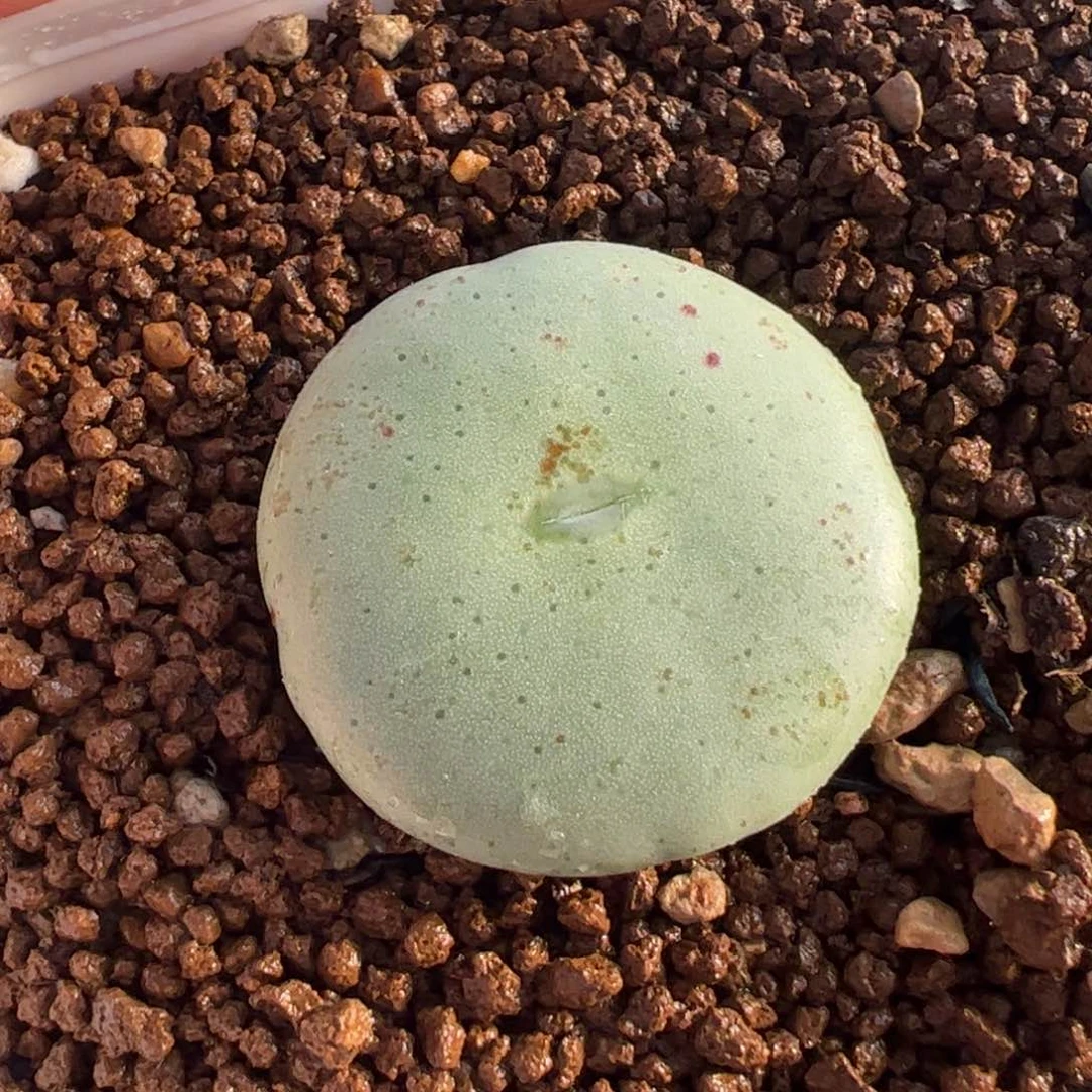 536多肉植物百科