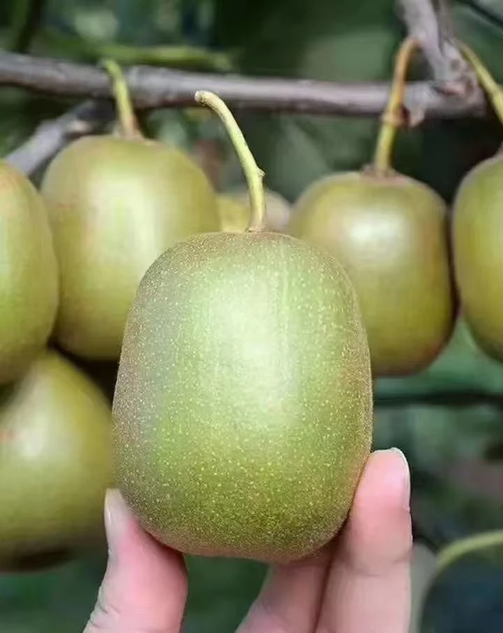 【山货阿秋】红心猕猴桃奇异果新鲜当季 香甜水果