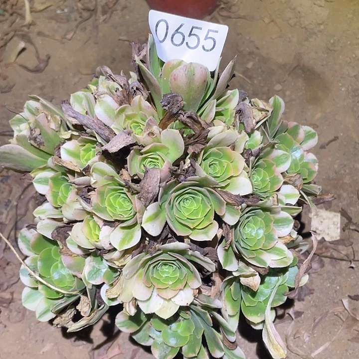 多肉植物法师655欣尼亚
