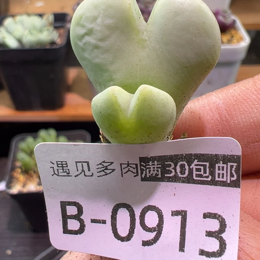 多肉植物111111111111