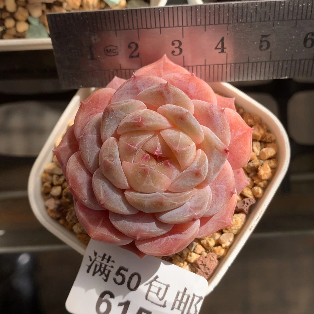 6154。冰糖雪梨。