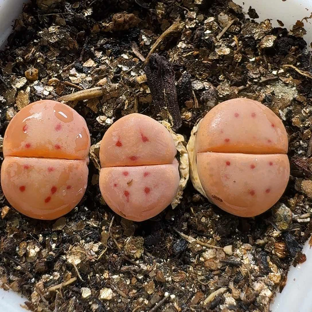 生石花111111。   8