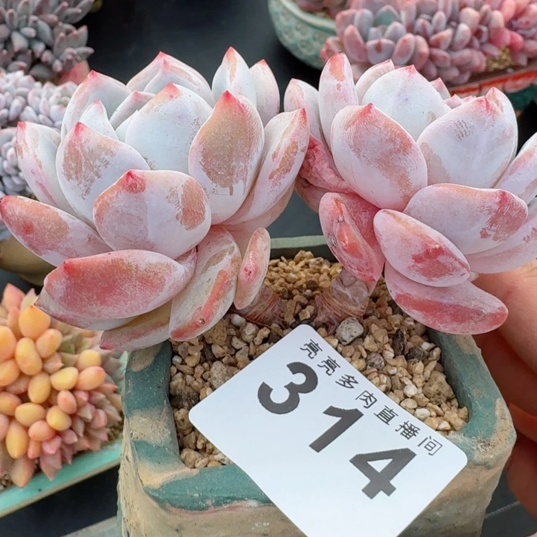 长腿星影      愿你一路坦途，乘风破浪展宏图