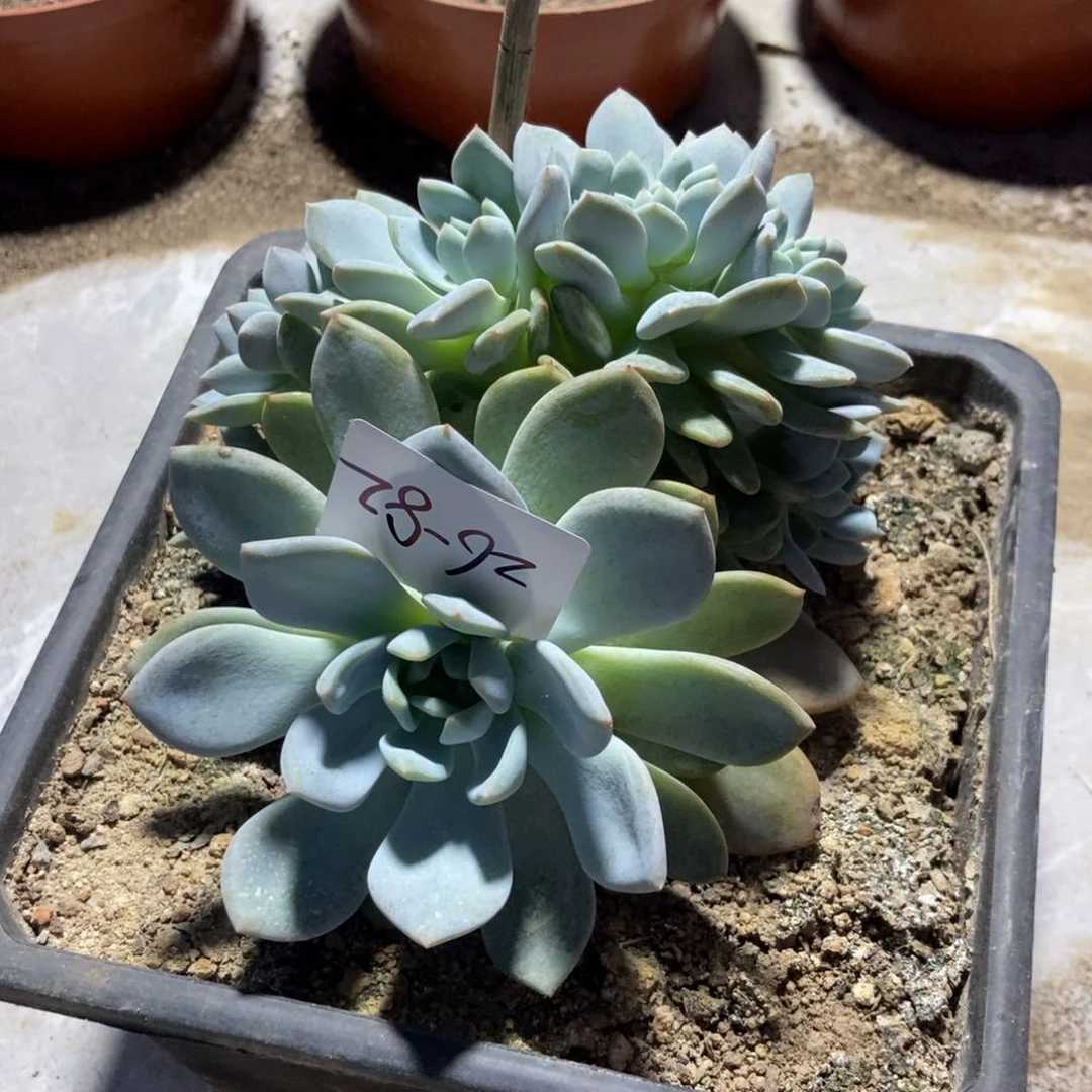 26.82 紫皮石榴籽星影一物一拍有砍