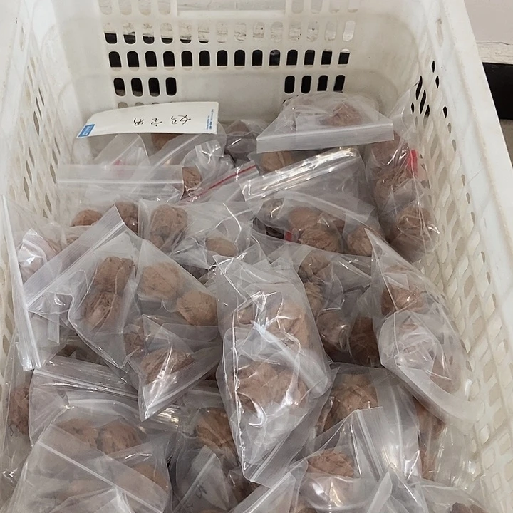 吊坠文玩核桃蟆宝南瑕疵