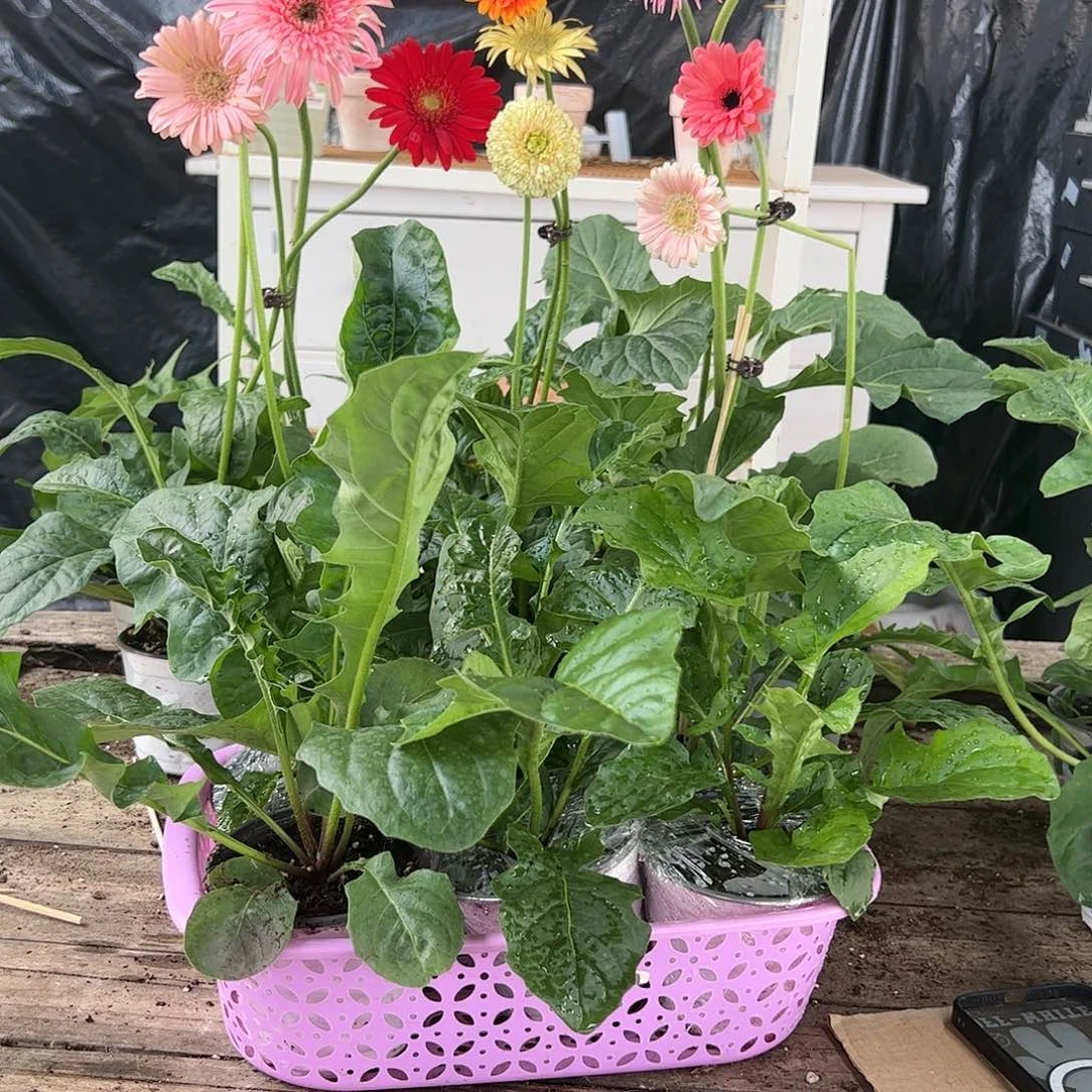 【闪购商品】当前无花栽培后可以开花6盆