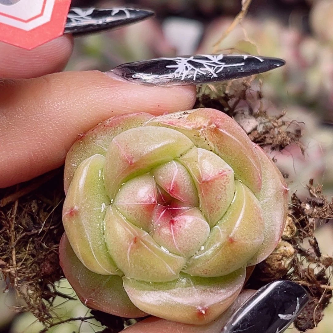 E716 一物一拍 透光珍妮